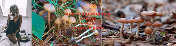 молекула духа Вяземский